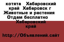 котята - Хабаровский край, Хабаровск г. Животные и растения » Отдам бесплатно   . Хабаровский край